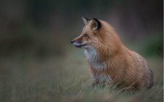 Small fox field grass distance - a small fox free wallpaper