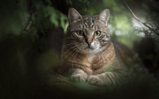 Cat forest serious rayonism animal - the middle of a forest free wallpaper for desktop