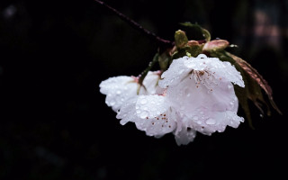 Flower water droplets macro black - a close up of a flower free wallpaper for desktop