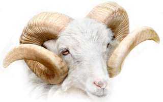 Ram large horns looking camera - large horn free wallpaper
