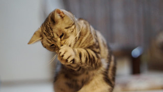 Cat playing with toy room - the floor in a room free wallpaper