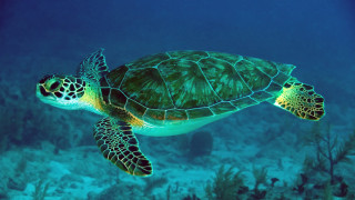 Green turtle ocean coral reef 2 - underwater free wallpaper for desktop