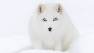 White dog blue eyes snow - a white dog free wallpaper