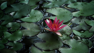 Red flower pond water lilies - adobe lightroom free wallpaper