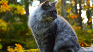 Cat mossy rock woods yellow - majestic free wallpaper