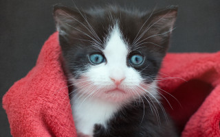 Black white kitten blue eyes 2 - kitten free wallpaper