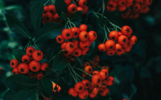 Bush berries green leaves dark - red berry free wallpaper