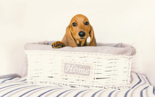 Dog basket bed collar nose - a basket free wallpaper for desktop