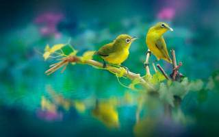 Yellow birds branch leaves water - bird free wallpaper for desktop