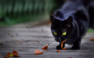 Black cat green eyes outdoor - sharp focus free wallpaper