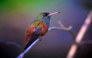 Colorful bird perched branch holography - affinity photo free wallpaper