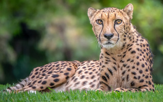 Cheetah grass blurry background nature - a cheetah free wallpaper