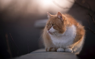 Cat ledge sun closed eyes - a portrait free wallpaper for desktop