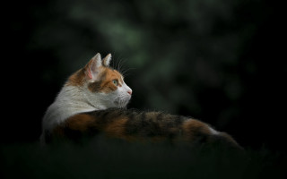 Cat grass back black background - a black background behind free wallpaper