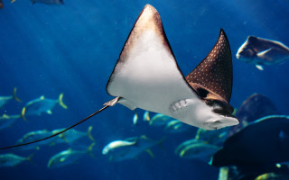 Manta ray aquarium fish rayonism - a large aquarium free wallpaper