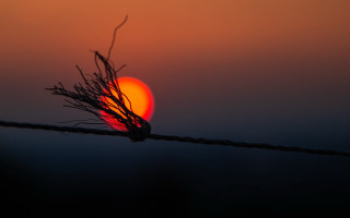 Sunset plant wire blurry background - a wire free wallpaper