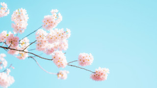 Pink flowers branch blue sky 3 - pink flower free wallpaper for desktop
