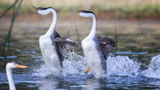 Geese splash water aurora night - their wing free wallpaper