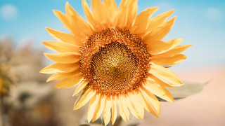 Sunflower blue sky clouds day - sun free wallpaper for desktop