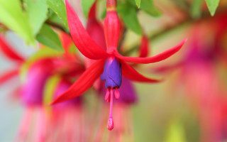 Flower macro summer vibrancy bokeh - a blurry background of flowers free wallpaper