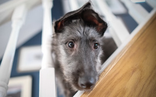 Dog peeking chair toothbrush shiba - aloysius okelly free wallpaper