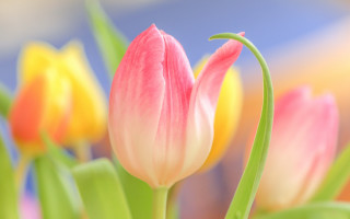 Pink flower closeup bokeh blur - boetius adamsz bolswert free wallpaper for desktop