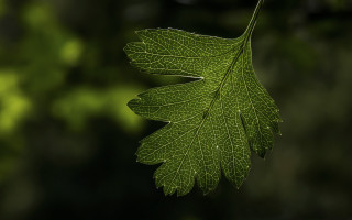 Green leaf blurry background macro 3 - a blurry background of trees free wallpaper