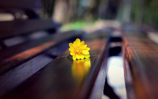 Yellow flower wooden bench park - chang daichien free wallpaper for desktop