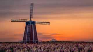 Windmill flower field sunset mountain - tower free wallpaper for desktop