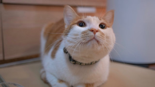 Surprised white cat on table - look free wallpaper