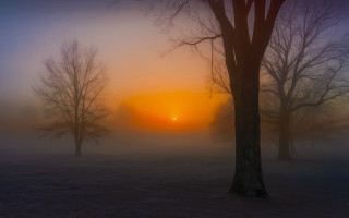 Foggy sunrise trees bench forest - a foggy sky in the background free wallpaper