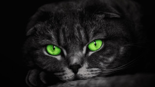 Black cat green eyes closeup 2 - a cat free wallpaper