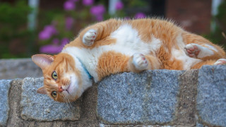 Cat stone wall flower garden - a flower free wallpaper