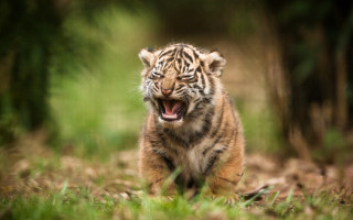 Tiger cub yawning forest grass - a tiger cub free wallpaper