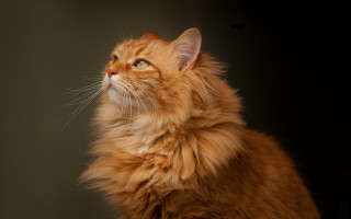 Regal longhairedcat portrait animal focus - regal free wallpaper for desktop