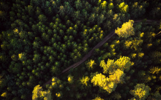 Forest road autumn leaves nature - free autumn wallpaper
