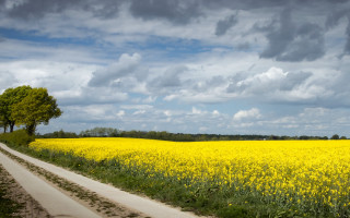 Yellow flowers lone tree cloudy - a dirt road free wallpaper