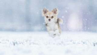 Small dog running snow winter - a small dog free wallpaper for desktop