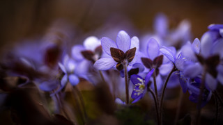 Purple butterfly flower bokeh macro - purple flower free wallpaper