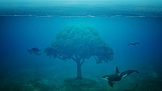 Tree fish water surreal matte - surreal photography free wallpaper for desktop