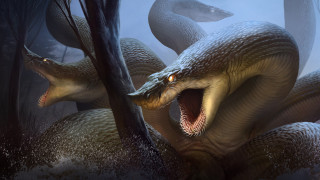 Large snake open mouth starry - its tongue free wallpaper