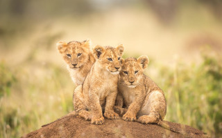 Three lions rock field wildlife - young free wallpaper for desktop