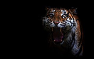 Tiger open mouth tongue out - mouth wide open free wallpaper for desktop