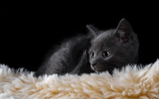Kitten fluffy blanket black background - fluffy free wallpaper