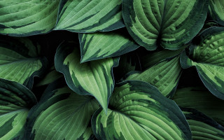 Green plant leaves black background 3 - a green plant free wallpaper