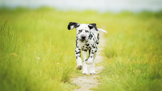 Dalmatian tallgrass field blurry nature - fauvism free wallpaper