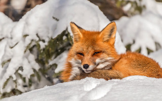 Red fox snow blurry photorealistic - bourgeoi free wallpaper for desktop