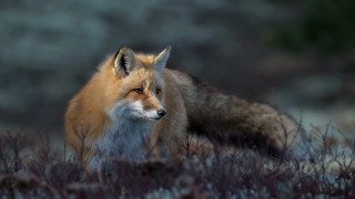 Winter fox wildlife portrait nature - a fox free wallpaper