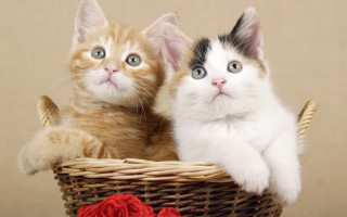 Kittens basket rose cute animal - a basket free wallpaper for desktop