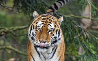 Tiger forest bamboo blurry motion - a tiger free wallpaper for desktop